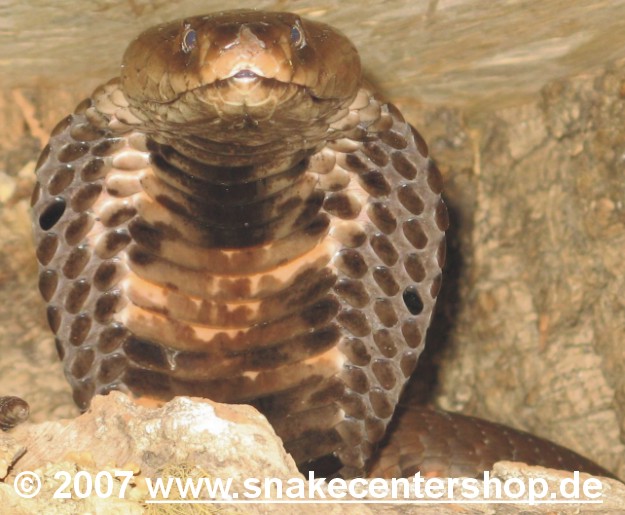 Naja nigricollis Bild01